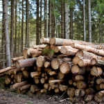Forestry in Finland: A Pillar of the Economy and Sustainable Practices